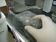 University of Missouri researchers recently developed the ability to take regular cells from a pig's connective tissues and transform them in stem cells, eliminating several hurdles and some controversy over the use of stem cells.
